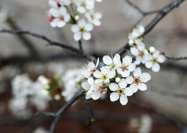 Pear tree blossom close up — Stock Photo, Image