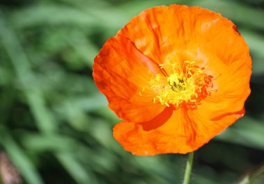 portakal haşhaş çiçeği