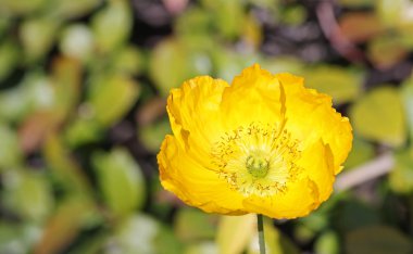 Sarı haşhaş çiçeği