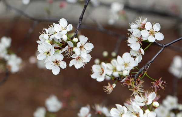 Pear tree blossom close up on brown background — Stock Photo, Image