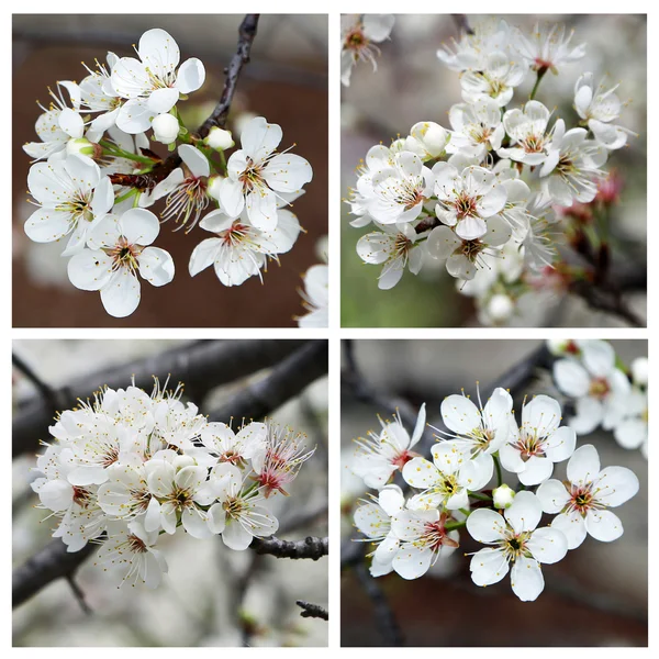 Collage with white blossom — Stock Photo, Image