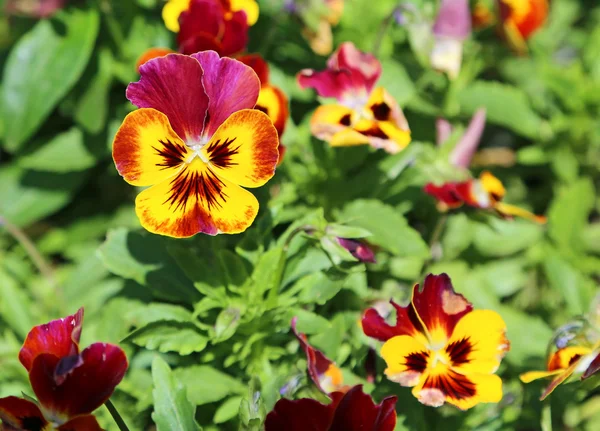 Pansy flowers in yellow and red — Stock Photo, Image