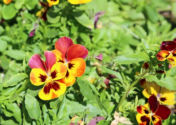 Two pansy flowers — Stock Photo, Image