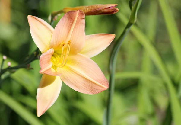 Lily flower — Stock Photo, Image