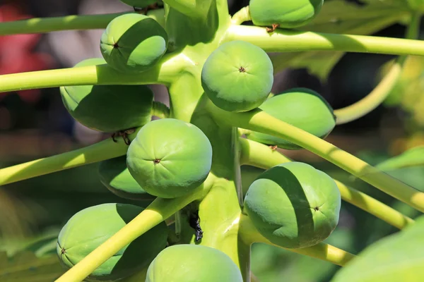 Frutas de papaya —  Fotos de Stock