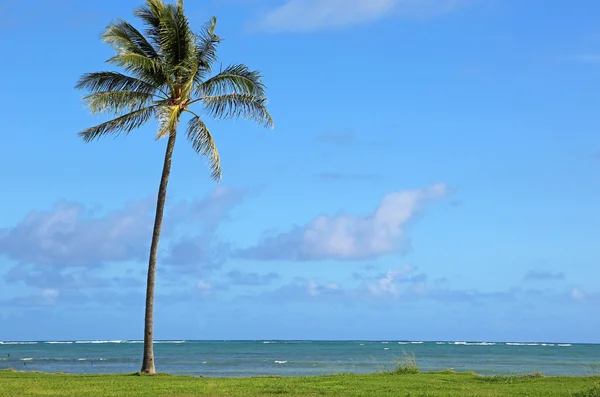 Yalnız palmiye ağacı üzerinde kualoa bölgesel park — Stok fotoğraf