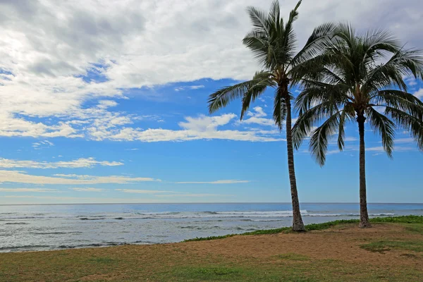 Dwie palmy na maipalaoa plaży parku — Zdjęcie stockowe