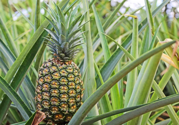 Green pineapple — Stock Photo, Image