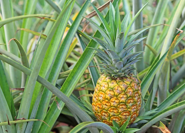 Golden pineapple on bush — Stock Photo, Image