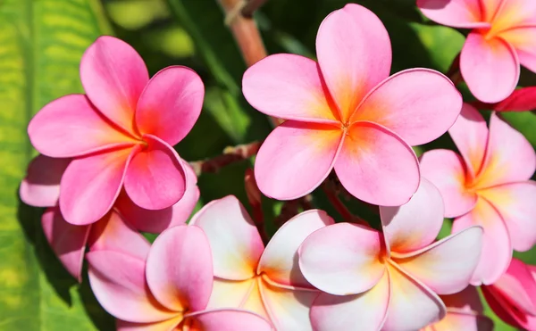 Pink plumeria flowers