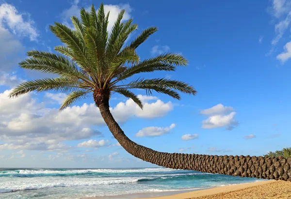 Sloping palm tree — Stock Photo, Image