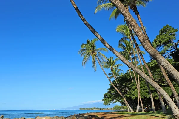 Pochyła palmy na launiupoko plaży parku — Zdjęcie stockowe