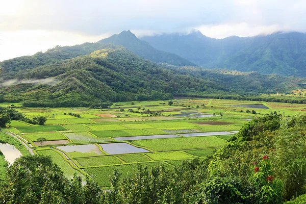 Campos de taro — Fotografia de Stock