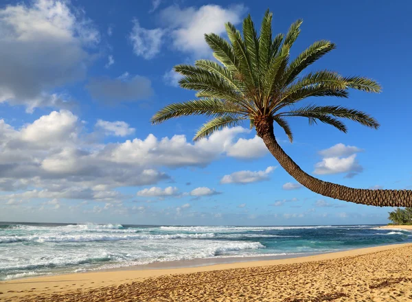 Palmeira inclinada na praia — Fotografia de Stock