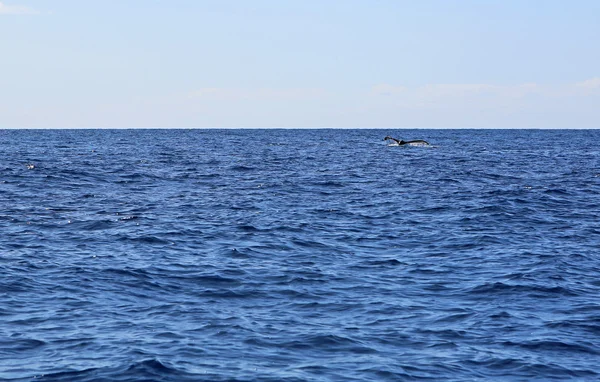 Cola de ballena —  Fotos de Stock