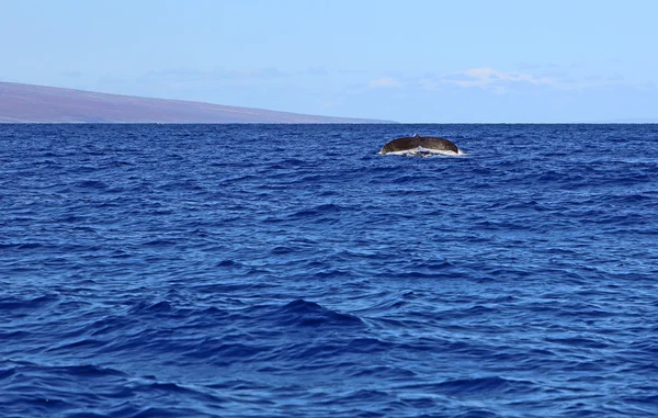 Cola de ballena —  Fotos de Stock