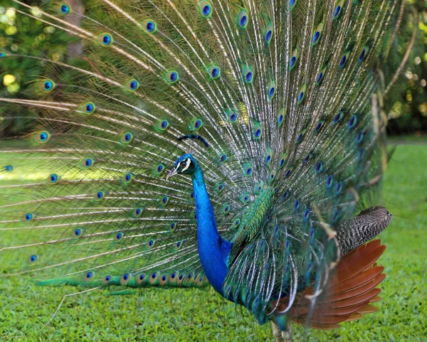 Vista lateral de Peacock con cola abierta — Foto de Stock