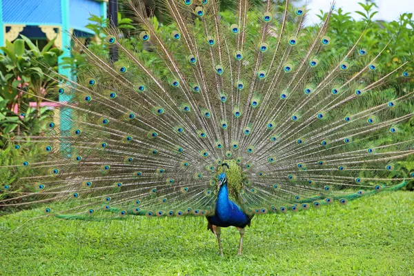 Peacock with open tail on green grass — ストック写真