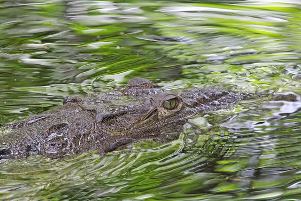 Head of American Crocodile in water — Stock Photo, Image