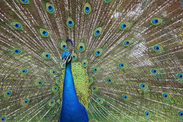 Cabeza de pavo real sobre fondo de plumas — Foto de Stock