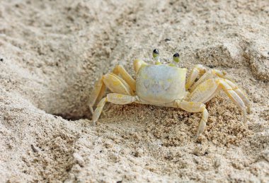 Yengeç - arkadan görünüm