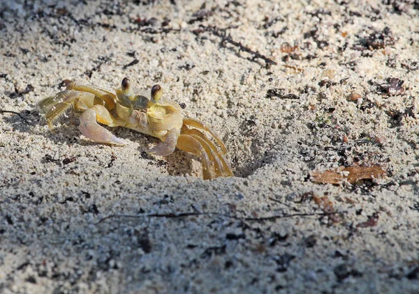 Crab crawling to the hole — Stock Photo, Image