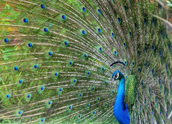 Pfau — Stockfoto