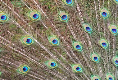 Tavus kuşu'nın tüyü