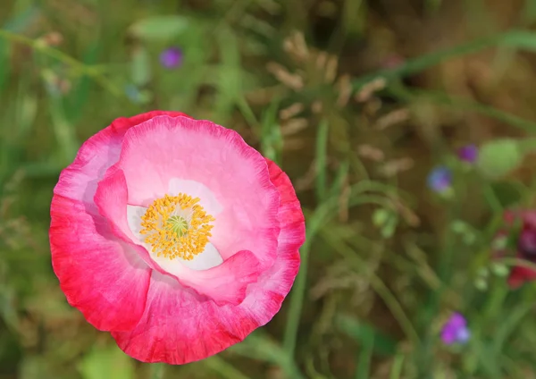 Różowy kwiat mak z bliska — Zdjęcie stockowe