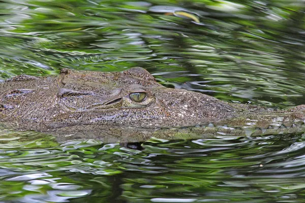 Head of American Crocodile in water in profile — Stock Photo, Image