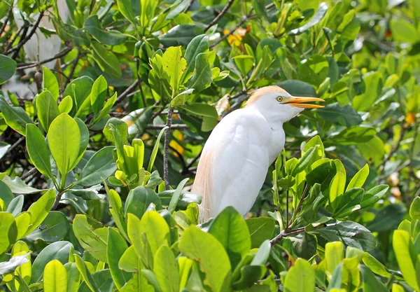 The Cattle egret on mangrove tree — Stock Photo, Image