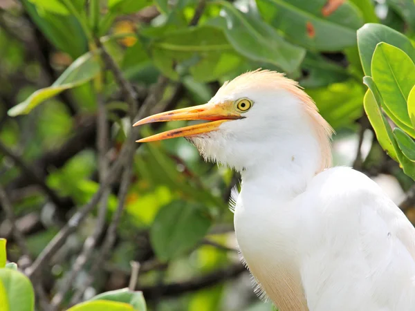 The cattle egret with open beak in profile — Stock Photo, Image