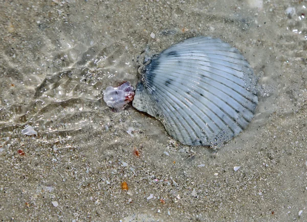 A shell, a víz — Stock Fotó