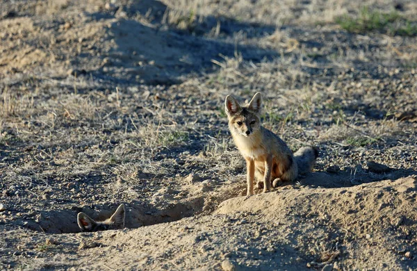 Two Young Foxes Snake Valley Nevada — Stock Photo, Image