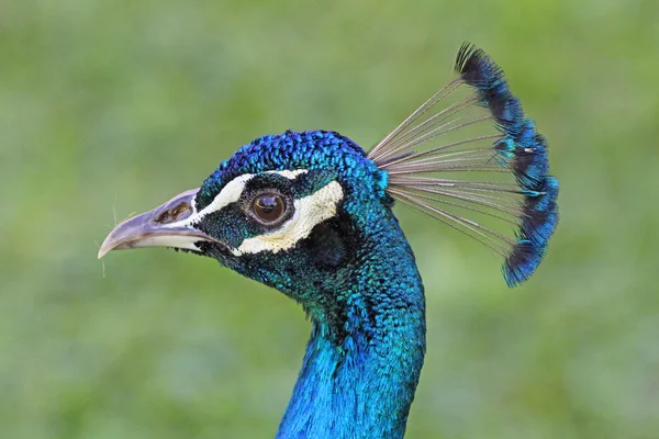 Peacock's head in left profile — Stock Photo, Image