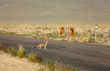 Kit Fox gün doğumunda yolda - Nevada