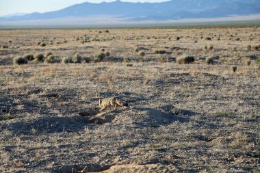 Kit Fox kaçtı - Nevada