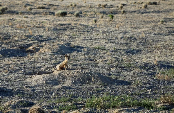 Лисы Окопы Kit Fox Nevada — стоковое фото