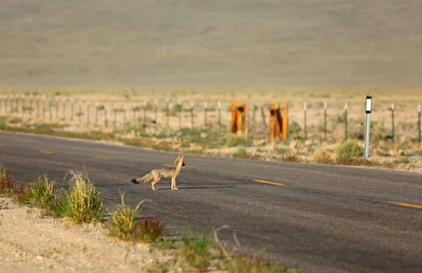 kojoty