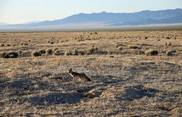 Kit Fuchs Silhouette Nevada — Stockfoto