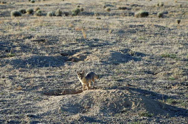 Kit Füchse Wüste Nevada — Stockfoto