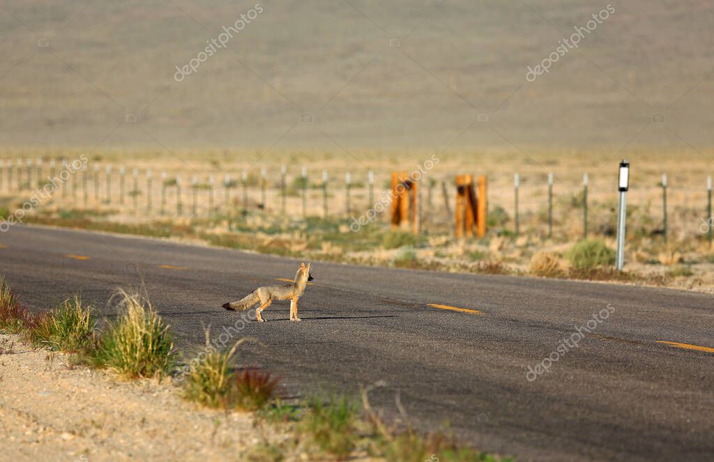 kojoty
