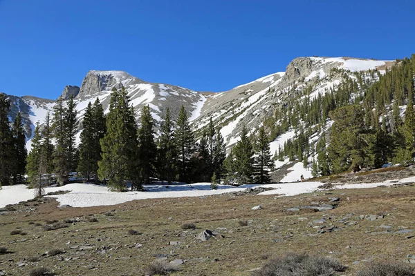 Clareira Great Basin National Park Nevada — Fotografia de Stock