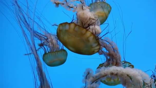 Вторжение Желе Sea Nettle Group Baltimore National Aquarium — стоковое видео