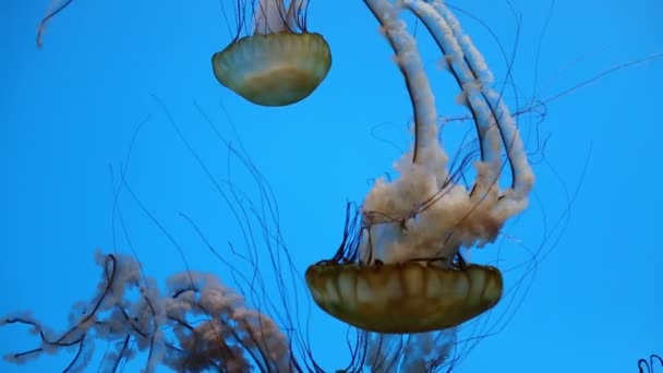 West Coast Sea Nettles Baltimore National Aquarium — Stok Video