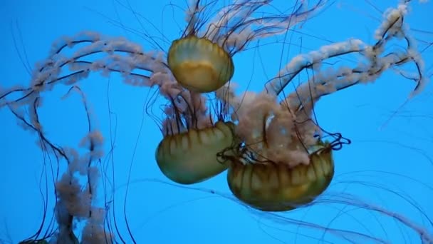 Campanas Marrones Doradas Ortiga Marina Acuario Nacional Baltimore — Vídeo de stock