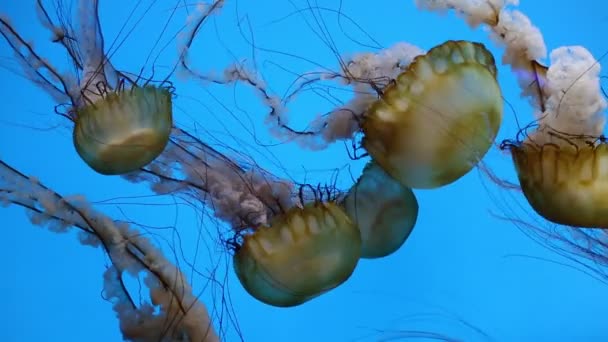 Sea Nettle Group Baltimore National Aquarium — 비디오