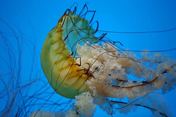 Sea Nettle Macro Pacific Sea Nettle Baltimore National Aquarium — Stock Photo, Image