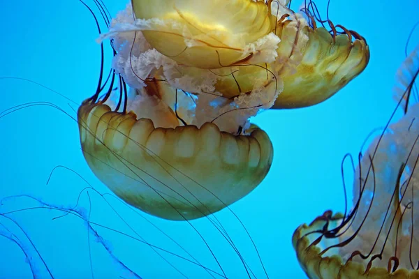 Golden Yellow Sea Nettles Pacific Sea Nettle Baltimore National Aquarium — Stock Photo, Image