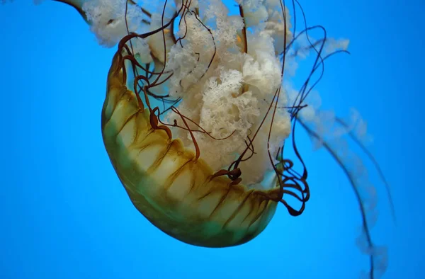 Sea Nettles Tentacles Pacific Sea Nettle Baltimore National Aquarium — Stock Photo, Image